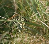 Papilio machaon 